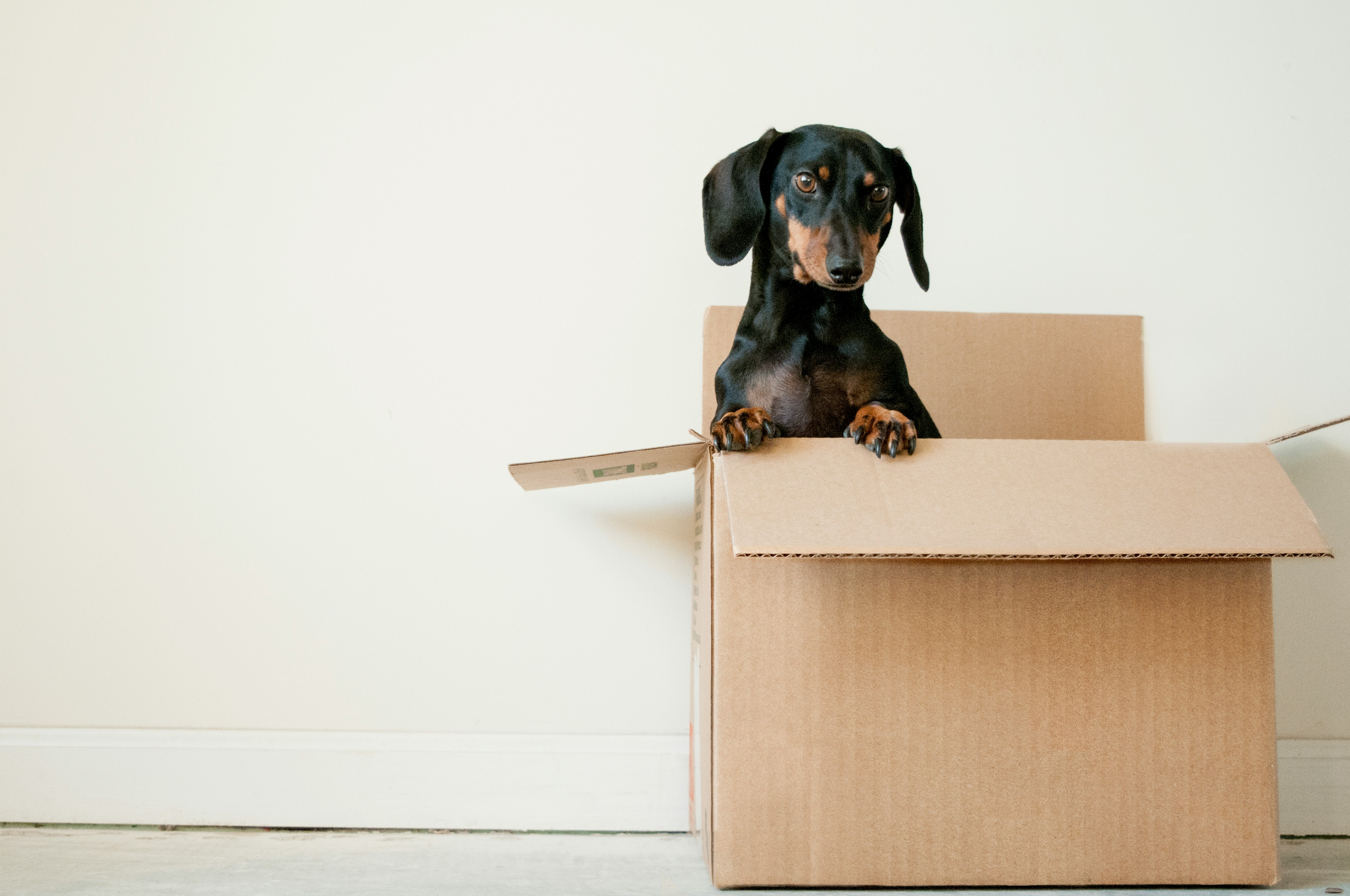 A dachshund sitting in a moving box in a new home
